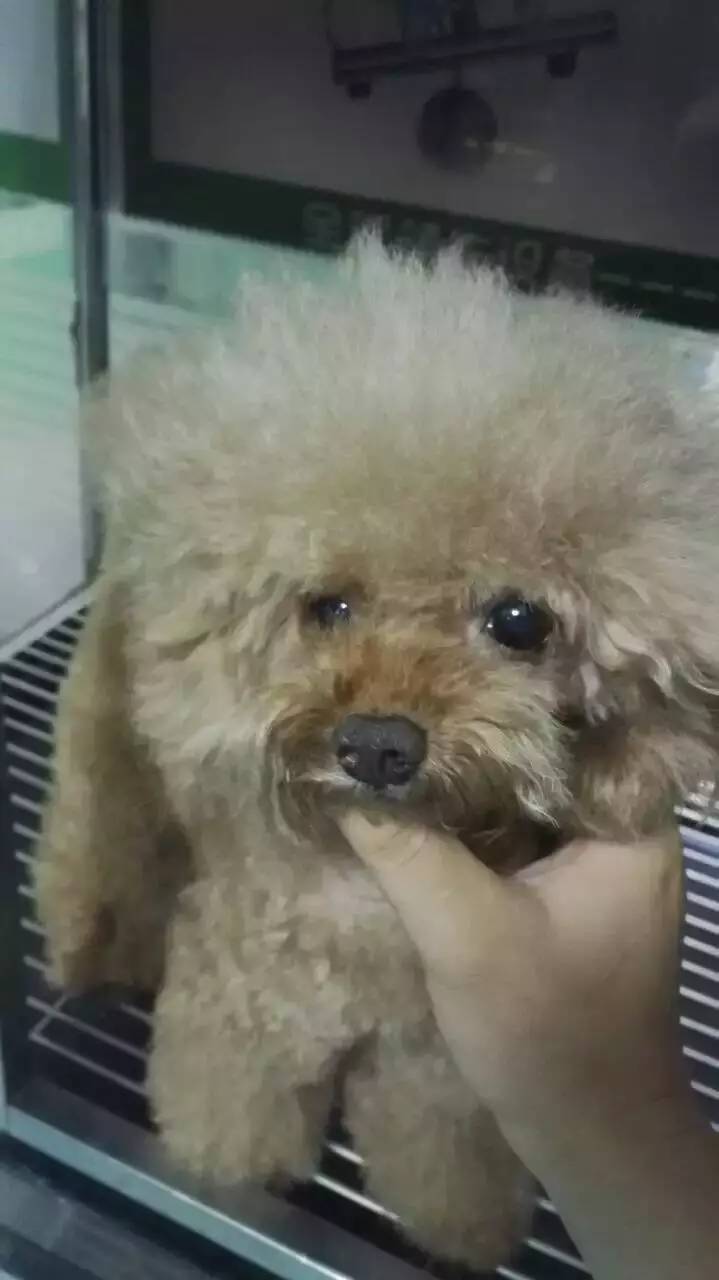 5歲貴賓犬 脖子有囊腫 越腫越大 向芯動物醫院