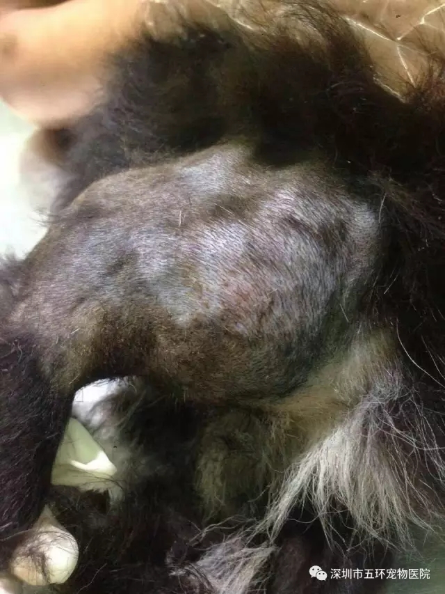 旺旺 向芯動物醫院