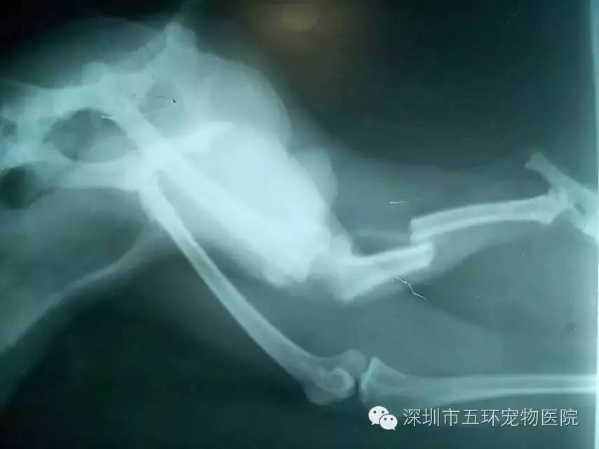 貴賓犬被大狗咬傷 左后肢股骨頭上方脫位 脛骨腓骨骨折 向芯動物醫院