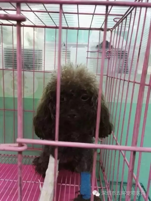 脆弱貴賓犬下坡就骨折 其實有誘因 向芯動物醫院