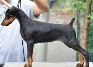 向芯動物醫院 寵物醫院推薦 獸醫院 寵物24h急診醫院 向芯動物醫院 寵物醫院推薦 獸醫院 寵物24h急診醫院